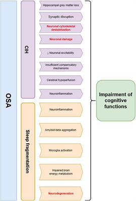 Frontiers | Shedding Light On Neurofilament Involvement In Cognitive ...